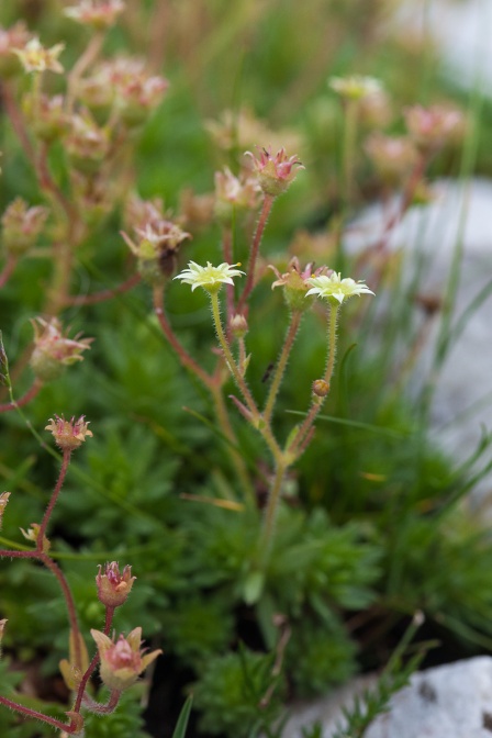 saxifraga-hohenwartii-italy-F549BED6-1AB8-473D-AE31-0FF2EDF2EABD.jpg