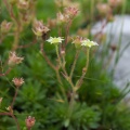 saxifraga-hohenwartii-italy-F549BED6-1AB8-473D-AE31-0FF2EDF2EABD.jpg