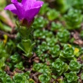 saxifraga-oppositifolia-switzerland-752AB810-0A50-4049-8509-EF83BBE371EA.jpg