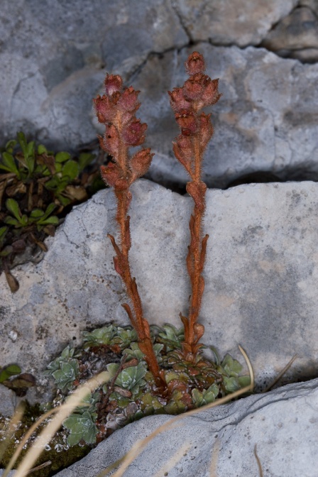 saxifraga-porophylla-italy-89348846-4D66-11DC-8A96-000A95CA2156.jpg