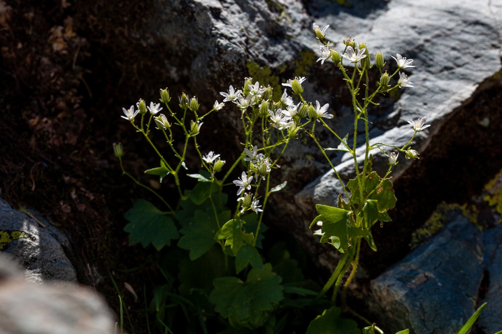 saxifraga-rotundifolia-france-BA69C8C7-3D55-4B6C-A541-2C5E7400A248.jpg
