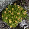 saxifraga-sedoides-austria-A2E8DB0D-C55B-4898-ACB3-DC44A101755A.jpg