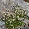 saxifraga-stellaris-austria-ED73E6A4-A817-427F-A853-820E15D2D78F.jpg