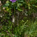 scabiosa-lucida-switzerland-4A3AC684-4733-11DC-8E52-000A95CA2156.jpg