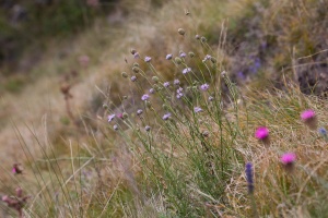 Scabiosa triandra L.