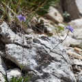 scabiosa-vestina-italy-4B96140C-D5C2-4022-B71C-EAF195AB6A98.jpg