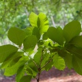 schleichera-oleosa-thailand-0FC99D96-31B0-4BC0-9BFE-7C8B26C49D20.jpg
