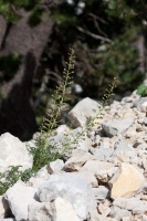 Scrophularia canina L.