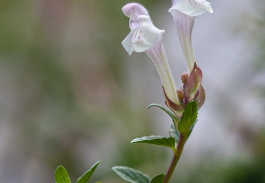 Lamiaceae