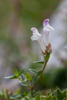 Scutellaria alpina L.
