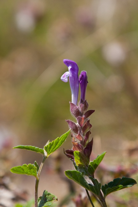 scutellaria-alpina-switzerland-E04EE0A0-8592-4CFF-8E61-169D28198076.jpg