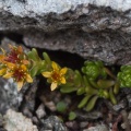 sedum-alpestre-austria-9C3B14E6-2D6B-4DA2-BCDA-2D0E37C08C00.jpg