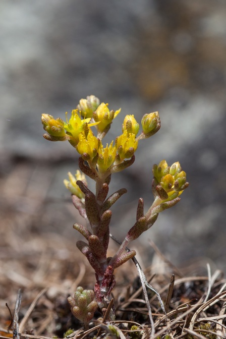 sedum-annuum-switzerland-BD986D39-9A79-4740-A9A6-C00DE16BD1EE.jpg