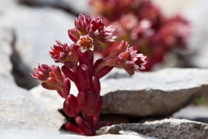 Sedum atratum L.