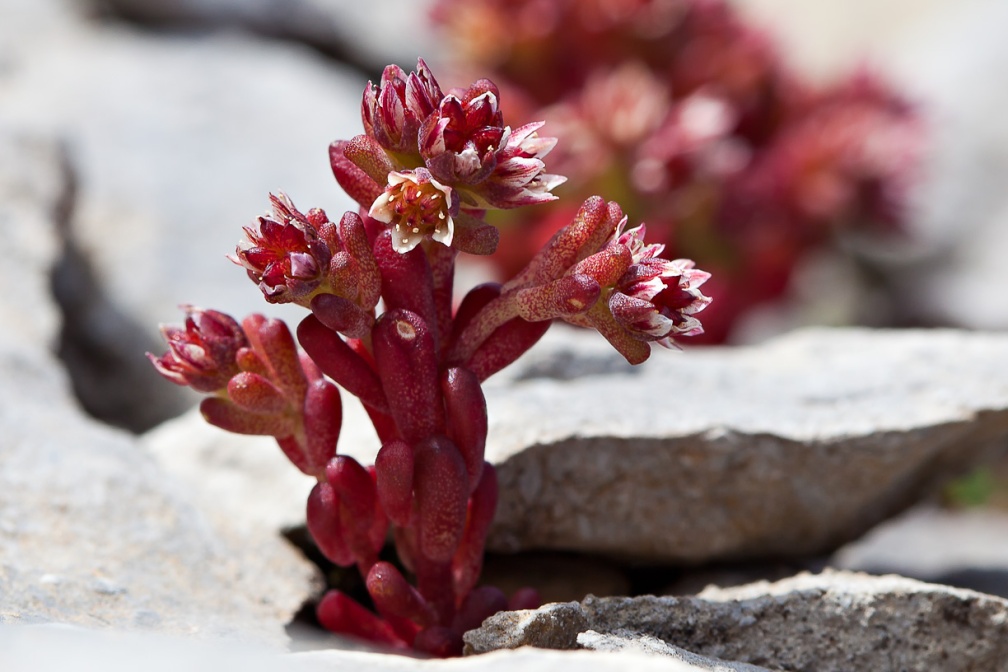 sedum-atratum-switzerland-4AC662F0-44D5-4F26-A3E1-EF5EA39BC599.jpg