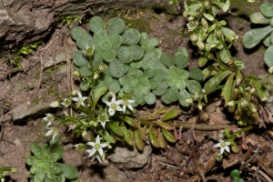 Sedum cepaea L.