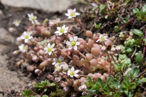 Sedum dasyphyllum L.