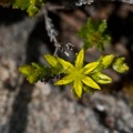 sedum-sexangulare-switzerland-CE935D64-4734-11DC-8E52-000A95CA2156.jpg