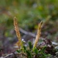 selaginella-selaginoides-switzerland-FBA05FEA-CC15-4910-95CE-1CFB3BBAF687.jpg