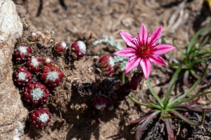 Sempervivum arachnoideum L.