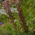 sempervivum-tectorum-switzerland-4ACED2A2-4733-11DC-8E52-000A95CA2156.jpg