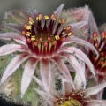 sempervivum-tectorum-switzerland-E6B687BA-7DB5-44B3-A2FE-A06EDDE50203.jpg