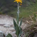 senecio-doronicum-switzerland-1071E20F-25EA-4A61-B5AF-A720BE6696A5.jpg