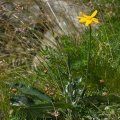 senecio-doronicum-switzerland-4AE92896-4733-11DC-8E52-000A95CA2156.jpg
