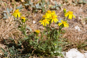 Senecio rupestris Waldstein et Kitaibel