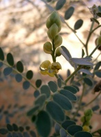 Senna holoserica (Fresen) Greuter