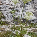 seseli-libanotis-italy-9AA60960-4D66-11DC-8A96-000A95CA2156.jpg