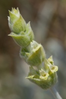 Sideritis syriaca L.