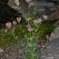 silene-armeria-switzerland-F45AF4E5-4CF5-11DC-8A96-000A95CA2156.jpg