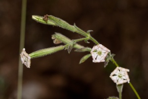 Silene nutans L.