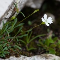 silene-pusilla-italy-11511F8C-6A29-4AA2-A352-CE7C37C9BD29.jpg