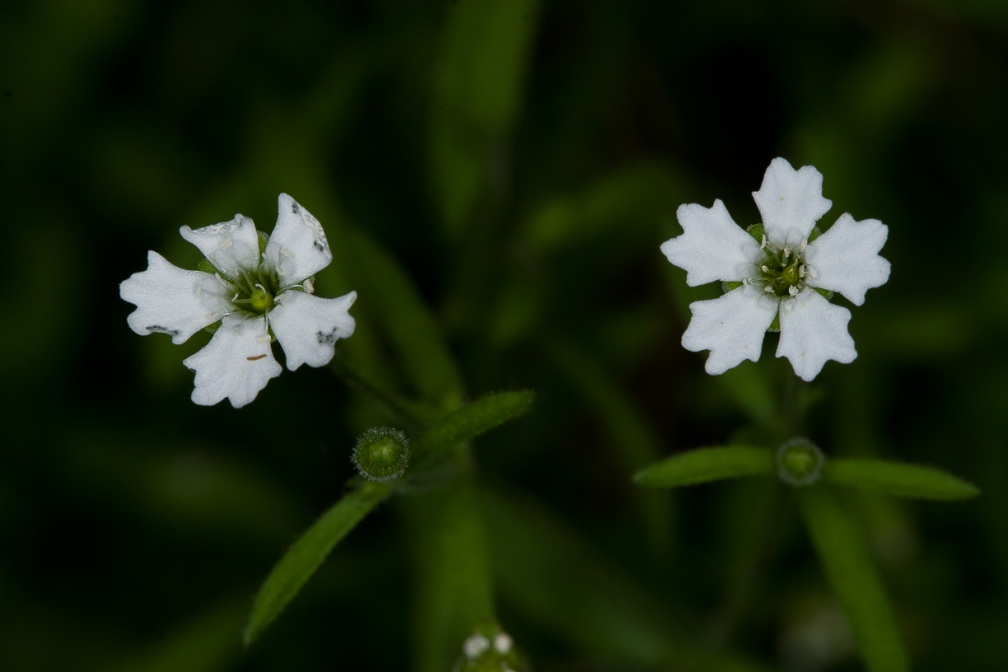silene-pusilla-italy-E7E76D12-861A-11DC-87E0-000A95CA2156.jpg