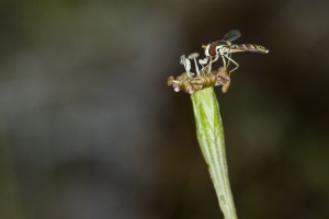 Silene saxifraga L. ?