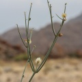 sisyndite-spartea-namibia-0F8083E7-EB9E-4F20-9137-BD7FD67F7C36.jpg