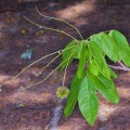sisyrolepis-muricata-thailand-8824232F-8E1E-4874-A324-623A05D99CF4.jpg
