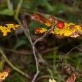 sorbus-chamaemespilus-switzerland-39A6ADC4-5D0D-4978-B152-9361D7B9371E.jpg