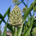 sorghum-bicolor-saudi-arabia-4E8DF759-4AB8-11DC-AA40-000A95CA2156.jpg