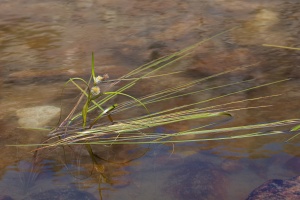 Sparganium angustifolium Michx.