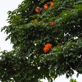 spathodea-campanulata-gabon-24C6129E-D553-4342-BAB4-6E512FE5377B.jpg