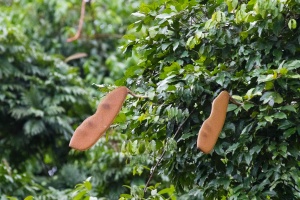 Spermatophyta, sp. indet. 6