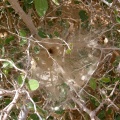 spiderweb-saudi-arabia-B1C68EA8-4B7C-11DC-8D9F-000A95CA2156.jpg