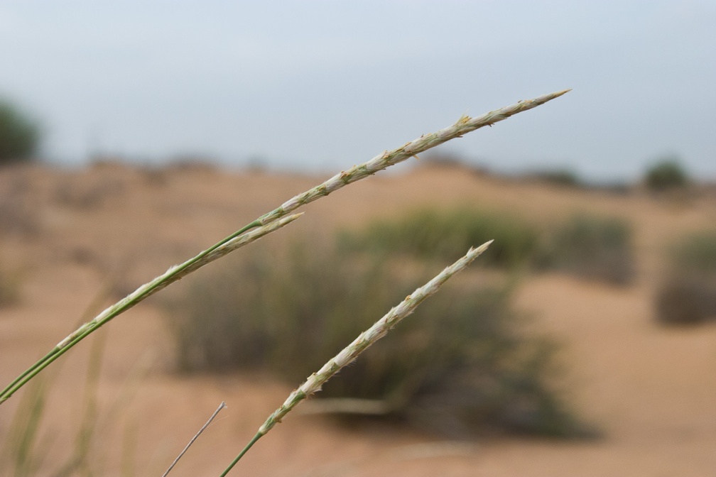 sporobolus-spicatus-united-arab-emirates-74C71E4E-8CC9-11DC-A4FE-000A95CA2156.jpg