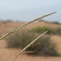 sporobolus-spicatus-united-arab-emirates-74C71E4E-8CC9-11DC-A4FE-000A95CA2156.jpg