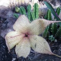 stapelia-gigantea-guadeloupe-1DDD79F2-689D-42BA-B753-43953FAAB45B.jpg