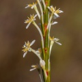 struthiola-sp-south-africa-4696CCBA-84FB-4CCF-91E9-B250EEBDFB32.jpg