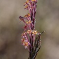 struthiola-sp-south-africa-BC8C27ED-74E2-4889-A03C-0201C5D16671.jpg